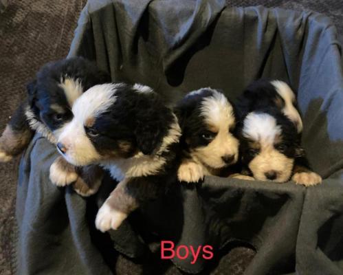 Stunning Bernese Mountain Dog Puppies Ready Now